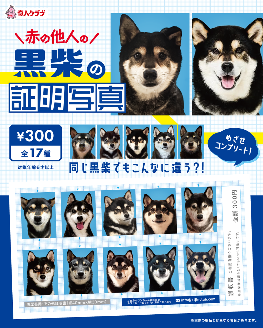 赤の他人の黒柴の証明写真