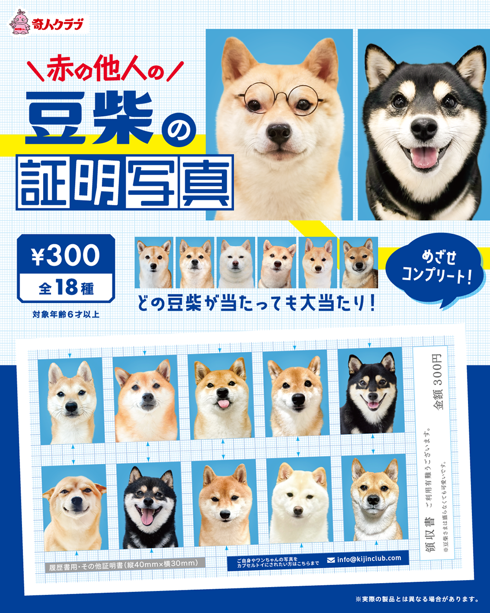 赤の他人の豆柴の証明写真