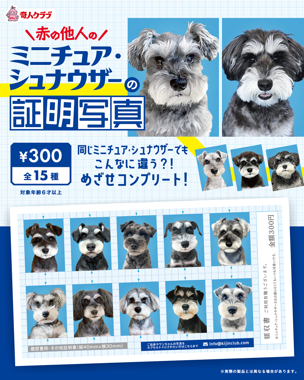 赤の他人のミニチュアシュナウザーの証明写真