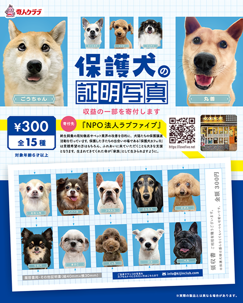 保護犬の証明写真