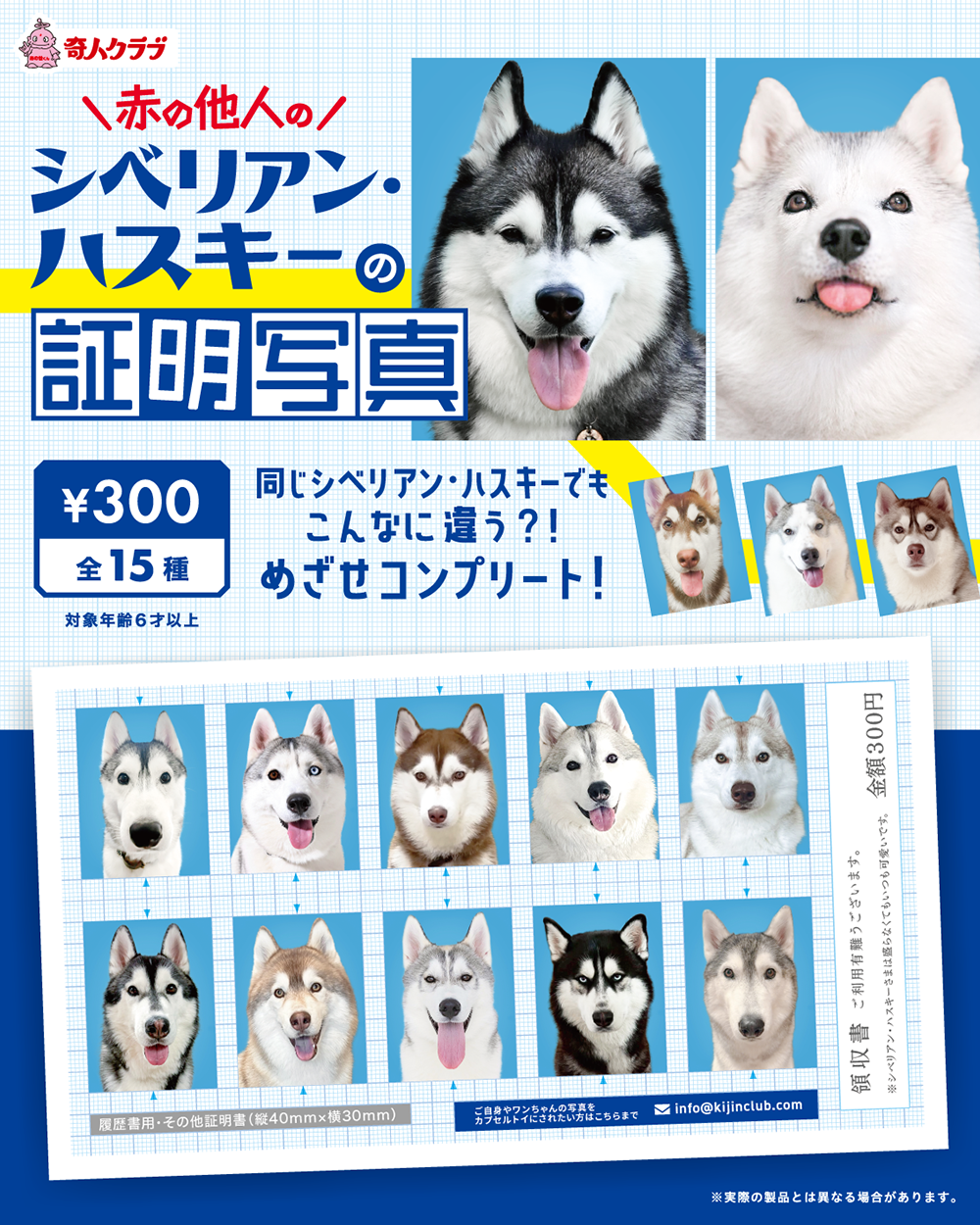 シベリアン・ハスキーの証明写真