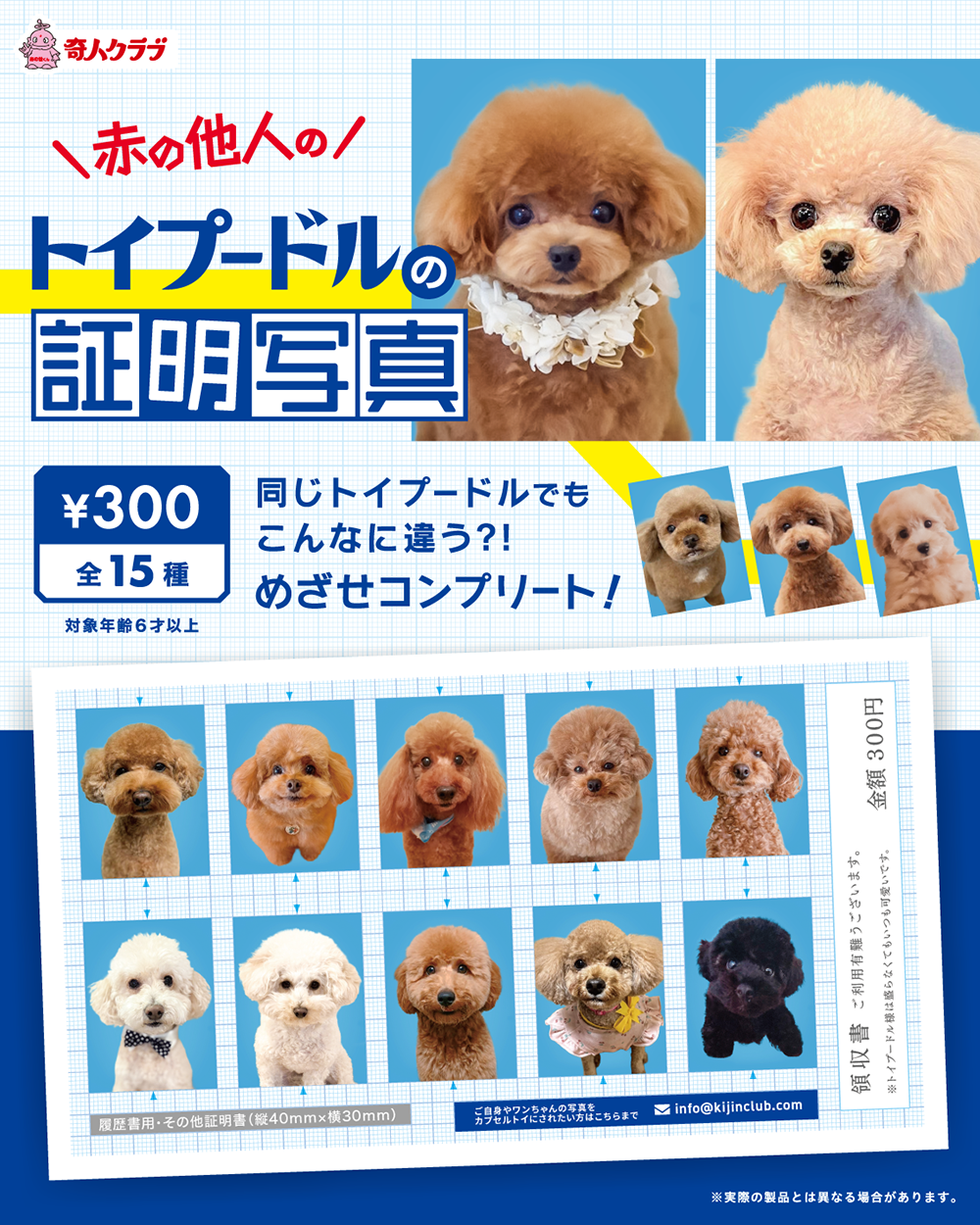 赤の他人のトイプードルの証明写真