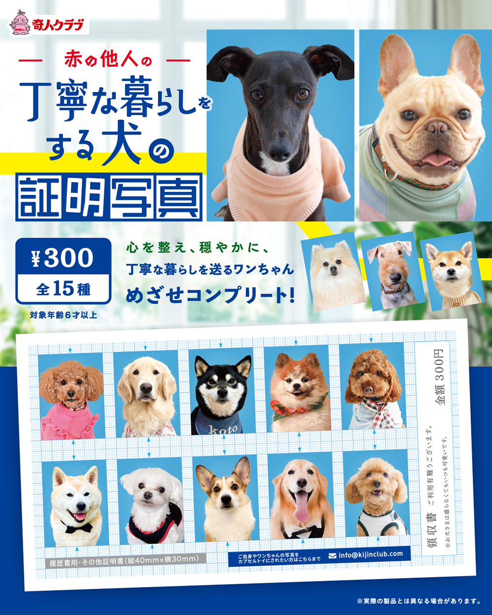 赤の他人の丁寧な暮らしをする犬の証明写真