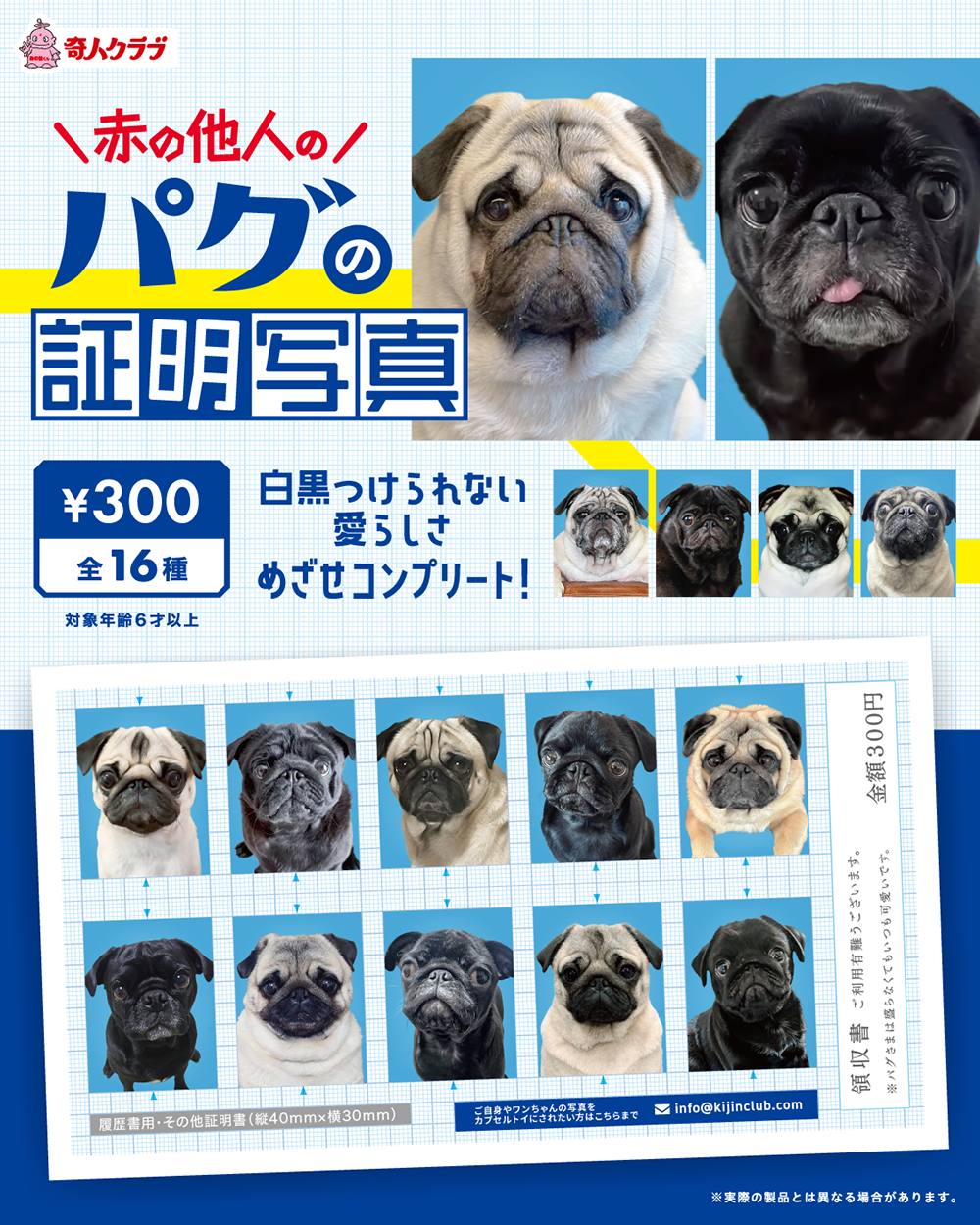 赤の他人のパグの証明写真